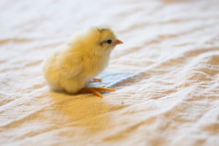 The First 5 Months Of Raising Icelandic Chickens Image